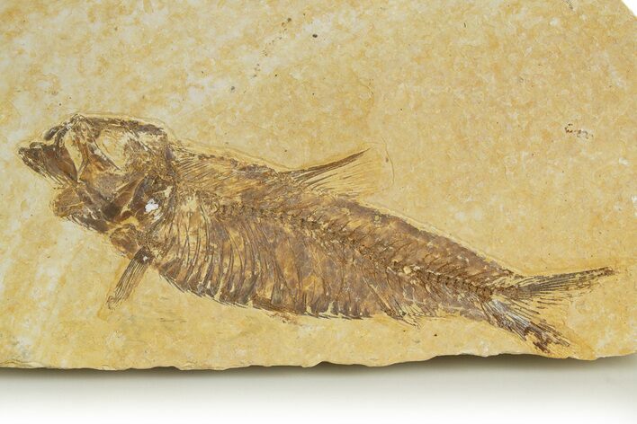 Detailed Fossil Fish (Knightia) - Wyoming #320263